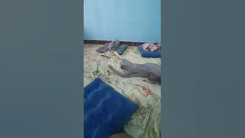 Video 2800481: sphynxcat cutecat, sphynx cat, sphynx cute animals, cutecat entertainment