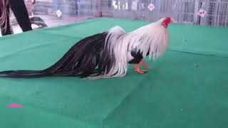 Top ten Most beautiful Roasters (Chickens)