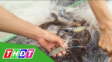 Nông dân Đồng Tháp phấn khởi thu hoạch tôm càng xanh | THDT