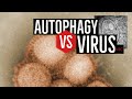 EX: Using Autophagy against Viruses
