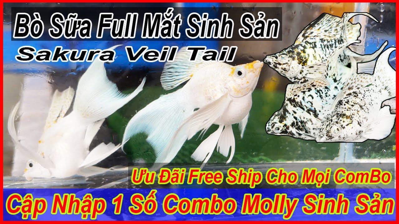 Các combo molly sinh sản ưu đãi free ship, combo veil tail chỉ từ 30k |DLB Vlog