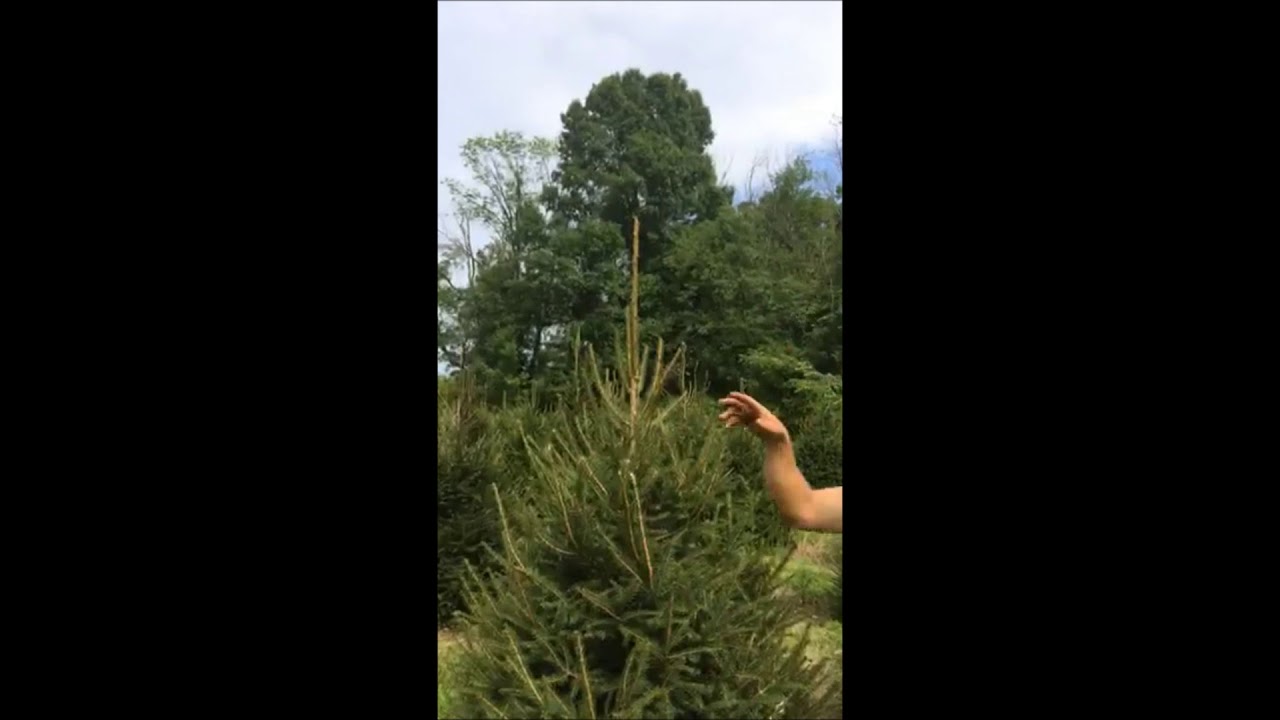 Trimming Evergreen Trees Norway Spruce Trees YouTube trimming-evergreen-trees-norway-spruce-trees-youtube