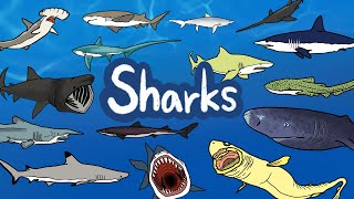 Sharks | What kind of Sharks live under the sea? |  Kids Draw