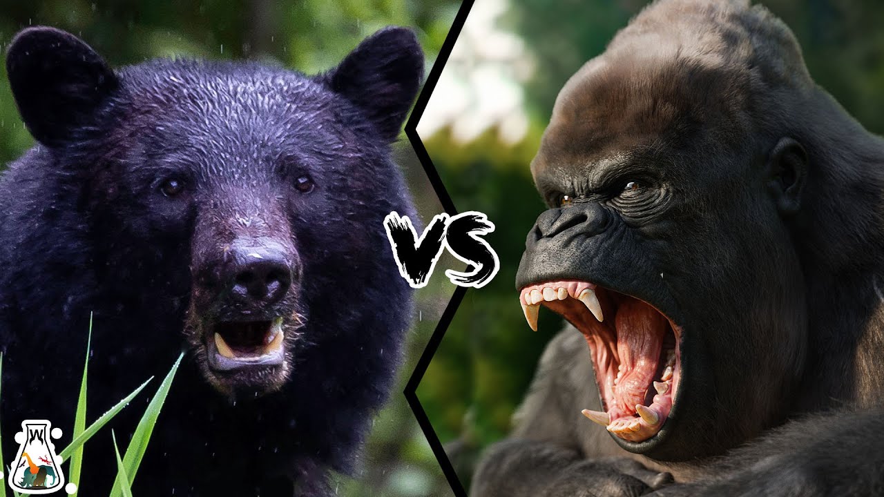 gorilla vs bear who would win