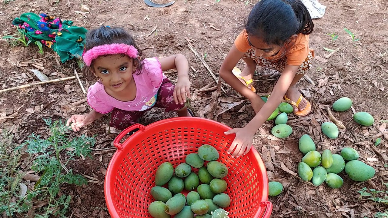 Mango harvesting in india picking mangoes from trees Navya Divya