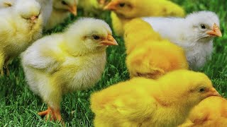 Tangkap Ayam Lucu, Ayam Warna Warni, Ayam Rainbow Gokil, Kelinci, Kucing Lucu, Bebek, Cute Chicks