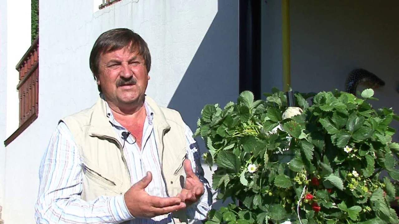 Вертикальная грядка для клубники своими руками