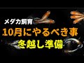 10月にやっておくべき事　メダカ飼育、冬越し準備開始