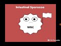 Intestinal Sporozoa Cryptosporidium Cyclospora Cystisospora بوغيات الجهاز الهضمي