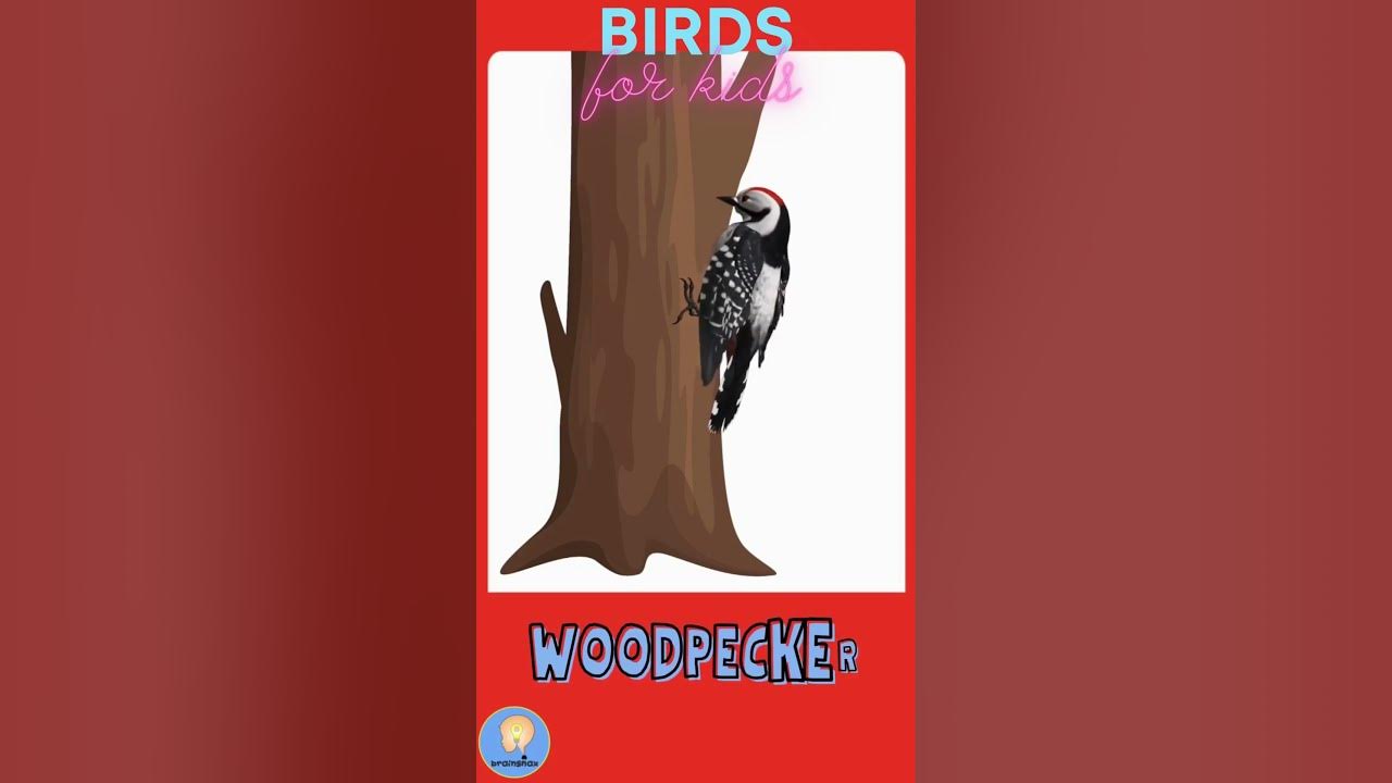 Birds for kids Talking Flashcards Animals shorts YouTube