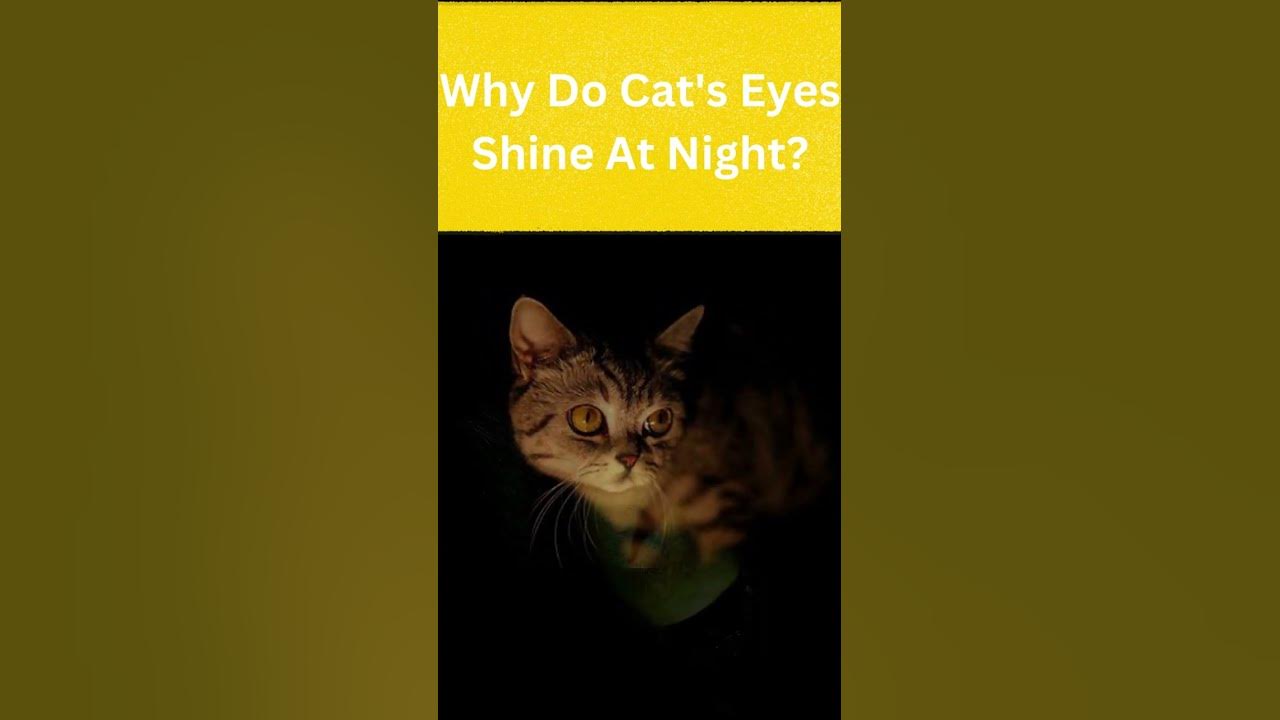 Why Do Cat s Eyes Shine At Night Why Cats Eyes Glow In The Dark why-do-cat-s-eyes-shine-at-night-why-cats-eyes-glow-in-the-dark