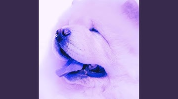 Pulsating Backdrops for The Sleepy Dogs