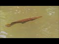 Spotted gar (Lepisosteus oculatus) swimming