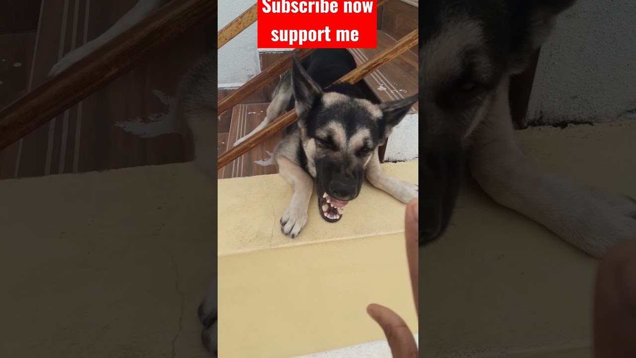 germanshepherd training l pets paradise