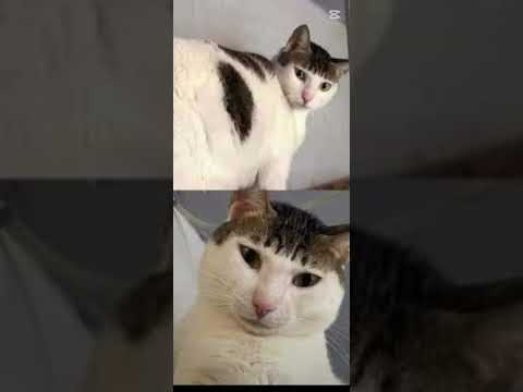 قوليلي يا خاينه صاحبك لما تدخله بيتك يا يخونك يا ينط علي مراتك صاحبه نط علي مراته اسمع الحكايه