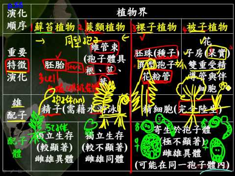 4 1補充植物世代交替之趨異演化的意義+種子植物的成功三慧