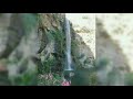 الشاعر اسعد الوحش فاضن غرامي يوم شفت بمنامي