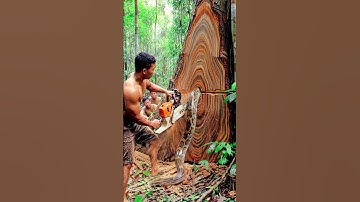 Big Tree Logging Surprise: Snake Inside! #treecutting #chainsaw #woodworking #shortsvideos