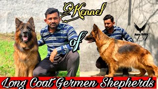 All long coat German shepherd of Guddu Choudhry kennel