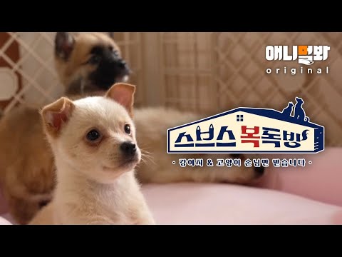 📢 아 아 📢 애니멀봐 구독자분들께 알립니다ㅣTo All the Abandoned Dogs <strong>Out</strong> <strong>There</strong>