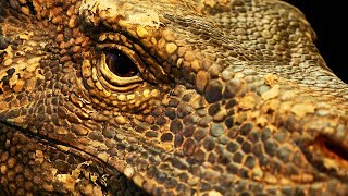 Dinosaurs Unearthed - recreating the worlds largest lizard