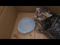 土管の中のこねこ 子猫に餌をあげました。[Kitten in the earthen pipe]