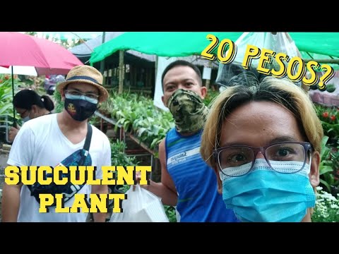 Video: Mga Succulent (55 Mga Larawan): Ano Ito? Mga Uri At Pangalan Nila. Paano Magtanim Ng Bulaklak? Paano Mag-aalaga Ng Halaman Sa Bahay?