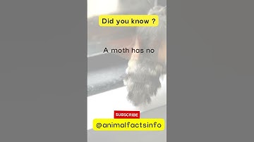 Amazing facts info about Moth