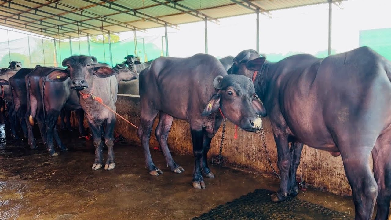 एकदा पाहाच! 35 हजारापासून? एवढ्या स्वस्त रेड्या विक्रीसाठी इथे मिळतात | Dairy farming in Maharashtra