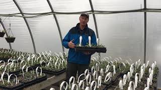 Lowe's Greenhouse - Spring in the Greenhouses