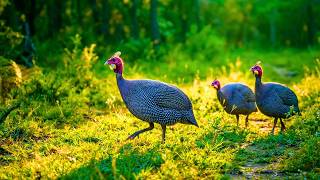 Relax with Red & Yellow Guinea Fowl 🐦 Peaceful Nature Sounds in 4K screenshot 2