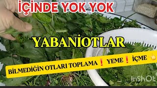 👉DOĞADAN YENİLEBİLİR YABANİ OTLAR ❗️ŞİMDİ TAM ZAMANI❗️ŞİFA DEPOSU OTLU KÖY👈İÇİNDE YOK YOK#madımak
