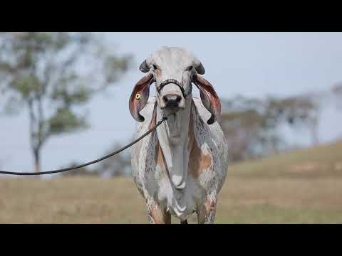 LOTE 6 – LIDIA FIV CABO VERDE JCVL4555