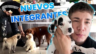 nuevos integrantes de la familia / Lalo zapien