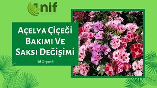 Nif Organik - Açelya Çiçeği Bakımı Ve Saksı Değişimi