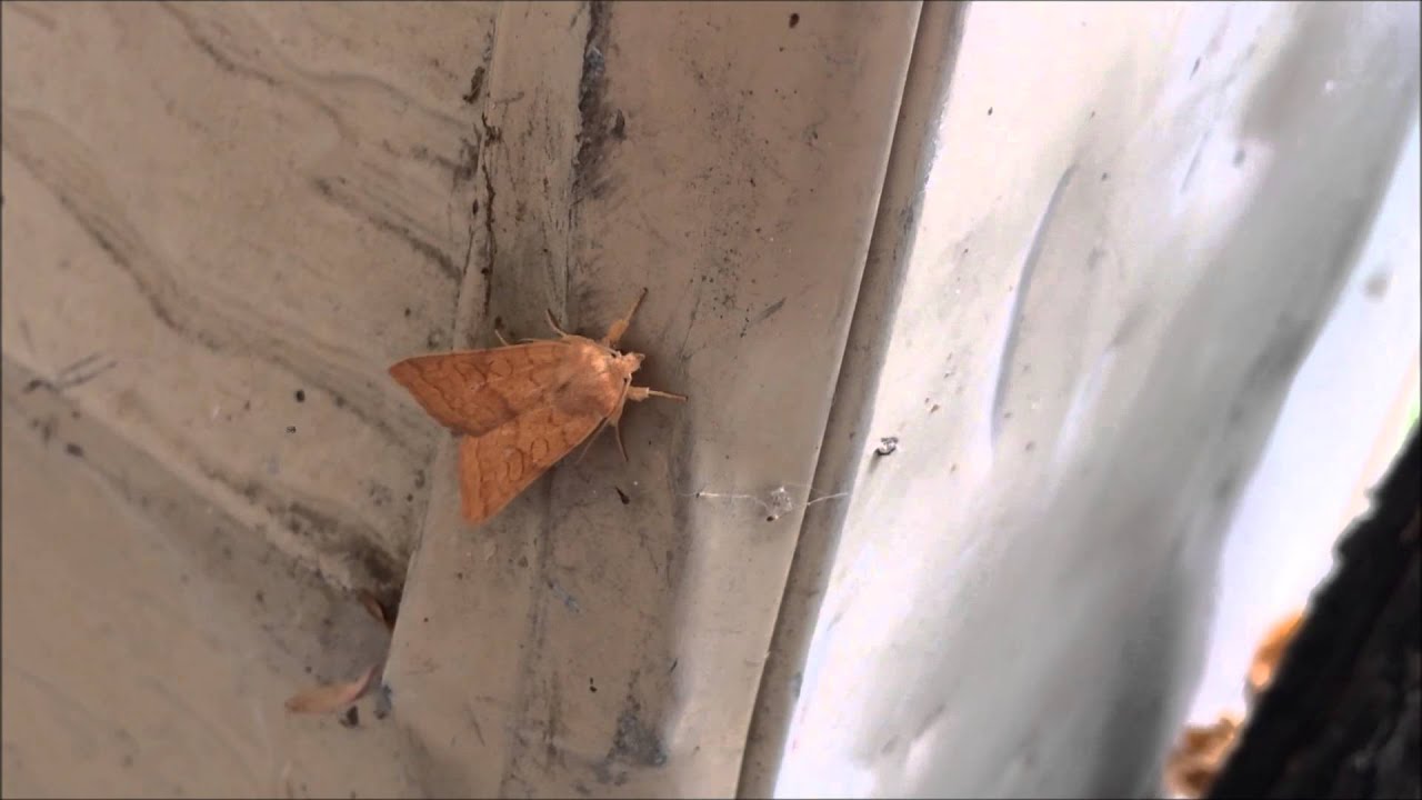 Moth hiding from rain