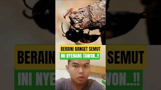 This Ant Is Determined To Attack A Wasp ant uniqueanimal