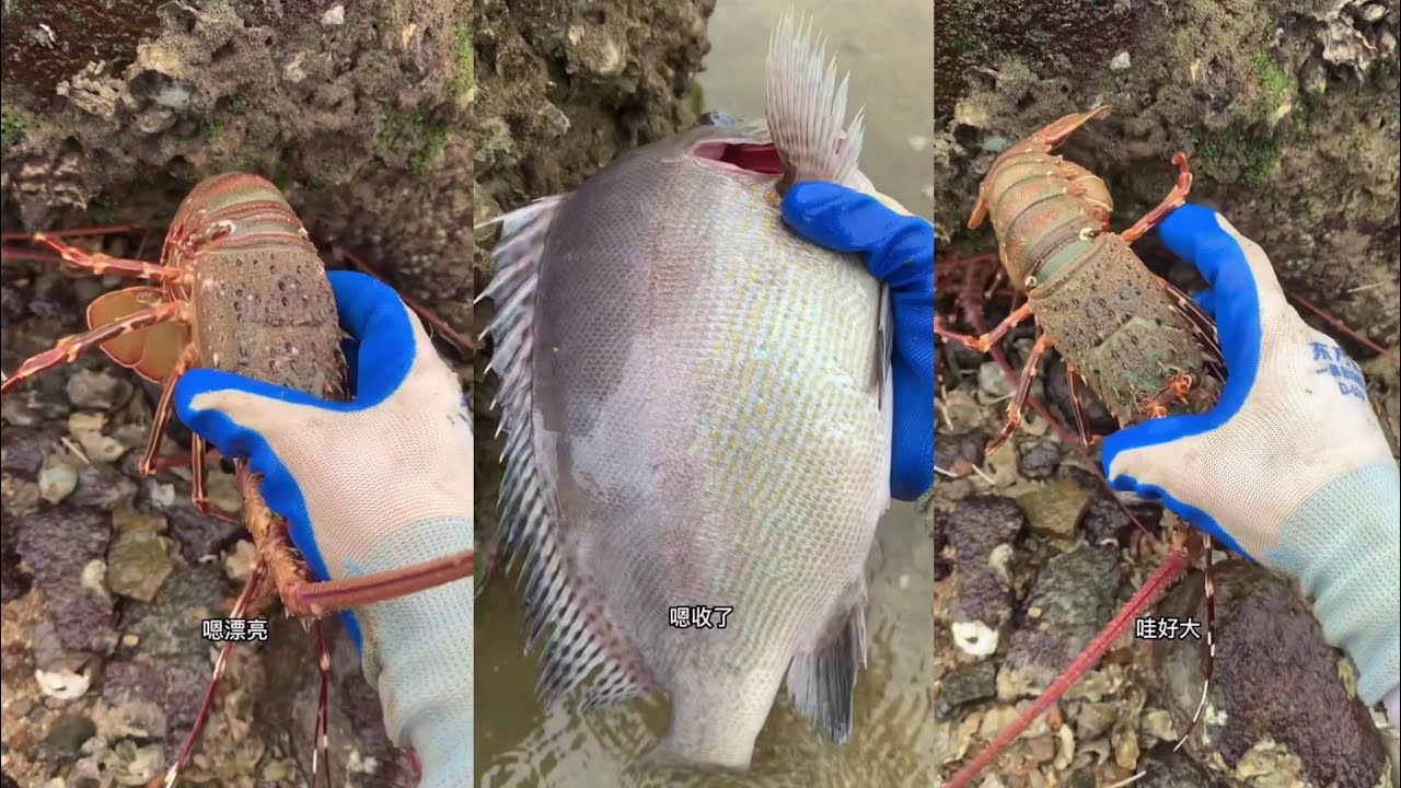 Today i catching big fish🐠lobsters🦞crab🦀eel🪱shrimp🦐squid🦑 / Seafood 2025