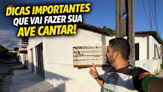COMO FOGUEAR COLEIRO OU PAPA CAPIM PÓS MUDA 🤔 "Dicas importantes" cuida 