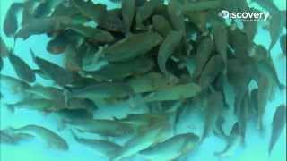 Piranha | River Monsters