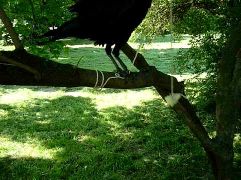 Clever crow (rook)