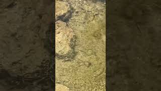 Gamer FINDS TINIEST ALLIGATOR GAR!#fyp#foryou#fishing#fish#contentcreator#travelvlog#gamer#dreambig