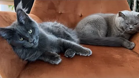 Video 5866251: maine coon british, maine coon kitten playing, blue maine coon kitten