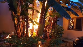 Puas banget bakar pohon pisang samping rumah, hampir kebakaran kabel sama rumah. Satisfying banget!