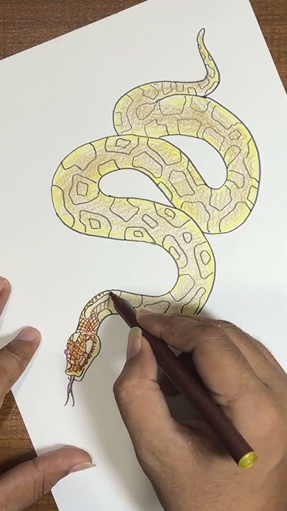 How to draw python snake jungle and coloring drawing art #begineers # ...