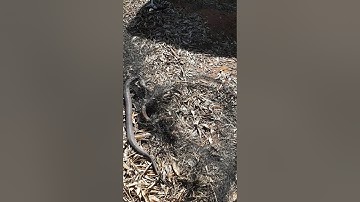 Snake caught in Bird Netting