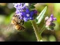 Pollination: Trading Food for Fertilization