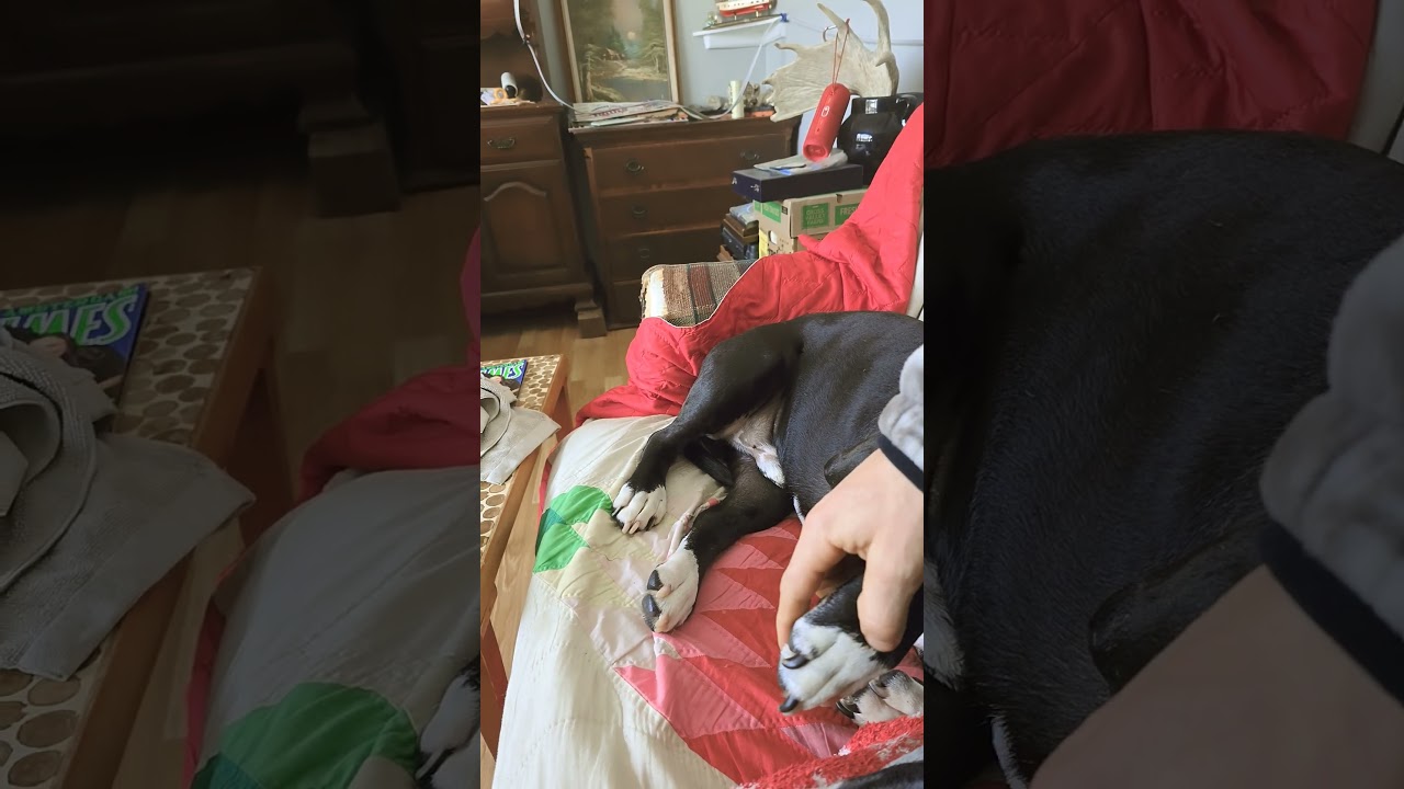 "Paw Protection" 🐮❤️ 