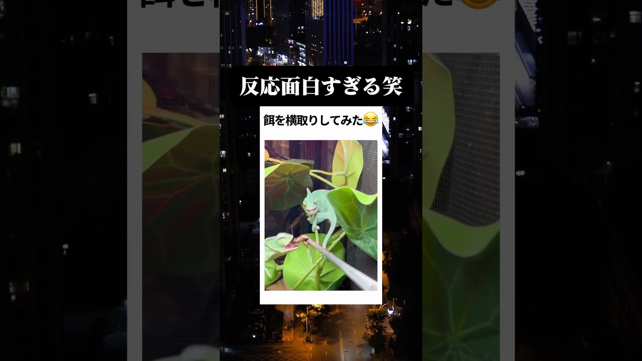 餌を取られた時の反応笑笑 #shorts #memes #fyp