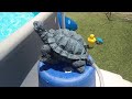 Intex Prism Frame™ 15' x 48" Above Ground Pool Set 26725EH Review!